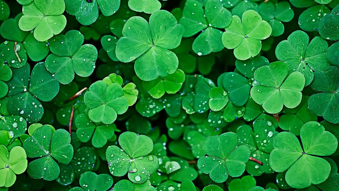 Shamrock Vs Clover 2 1080X675