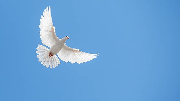 Dove Flying